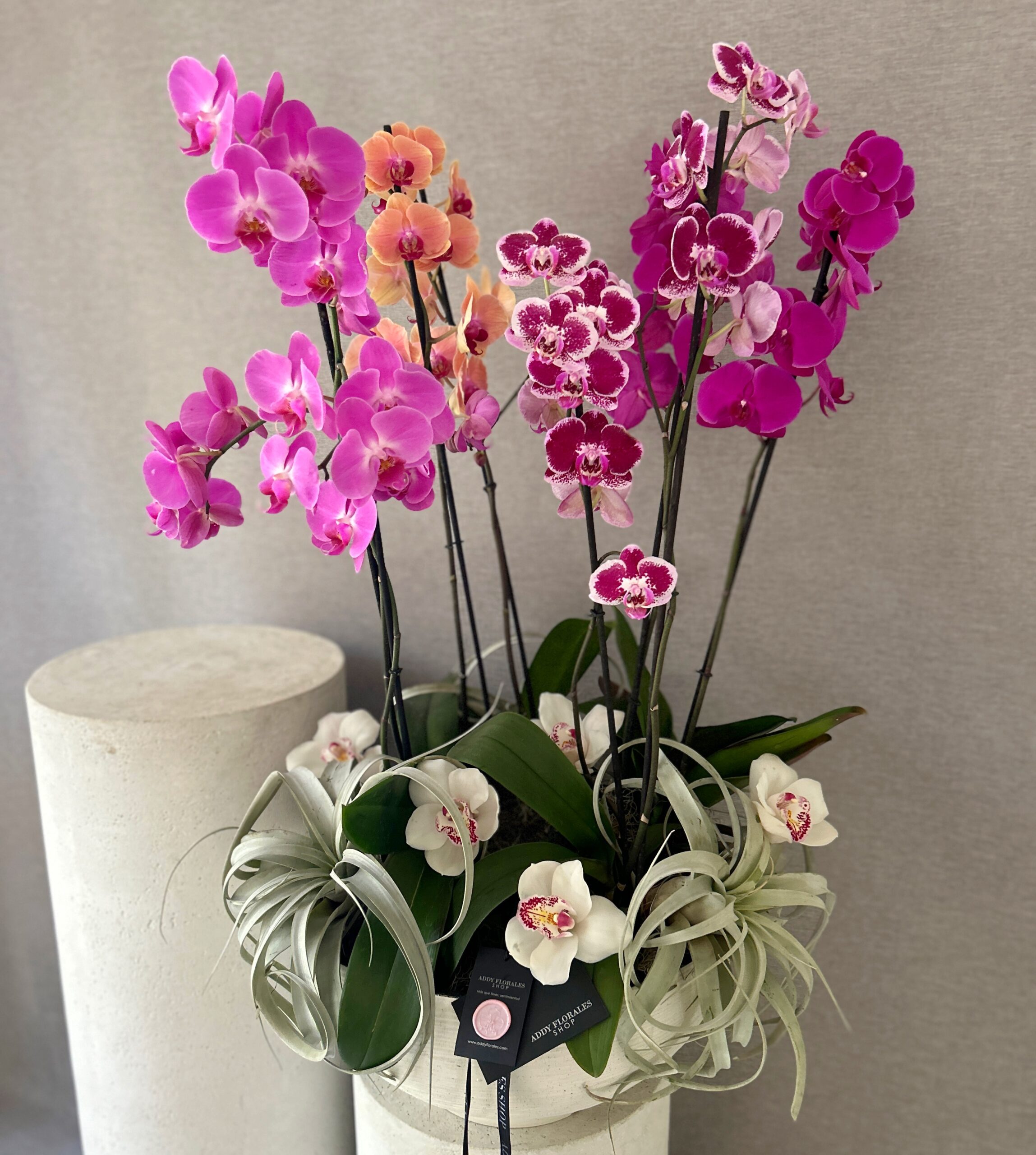 Orquídeas